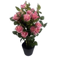 Pink silk rose bush with lush green leaves in a black pot, 60cm tall.