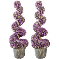Purple spiral topiary trees in decorative planters, 90cm tall, featuring large leaves and elegant design.