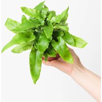 Asplenium scolopendrium plant with glossy, bright green, wavy-edged leaves held in a hand against a white background.