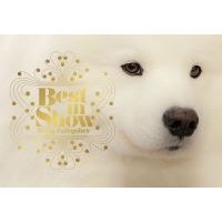 White fluffy dog with golden "Best in Show" text and decorative dots on the left side of the image.