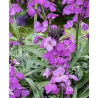Purple Erysimum 'Bowles Mauve' flowers with slender green leaves and multiple blooming clusters.