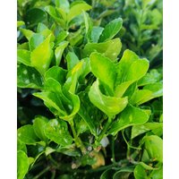 Euonymus japonicus Green Spire shrub with glossy, vibrant green leaves and dense upright growth.