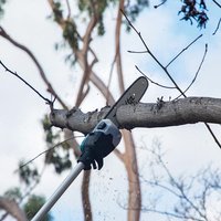 Makita telescopic pole saw with blue and black motor housing, cutting tree branch, silver blade extended.