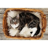 Pet photoshoot voucher with image of a tabby cat in a wicker basket on a fluffy blanket.
