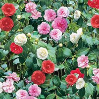 Camellia Tricolour shrub with red, pink, and white blooms in a 15cm pot, green foliage, 2 pack by Thompson & Morgan.
