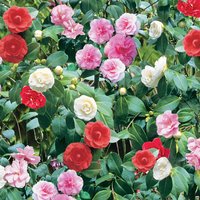 Camellia Tricolour shrub with red, pink, and white blooms in a 15cm pot, lush green leaves.