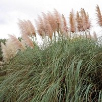 Cortaderia Selloana Rosea plant in a 9cm pot with tall pink feathery plumes and dense green foliage.