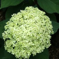 Thompson and Morgan Hydrangea Lime Rickey with pale green blooms and lush dark green leaves in a 3L pot.