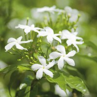 Potted Jasmine Officinale plant with lush green leaves and clusters of small white star-shaped flowers.