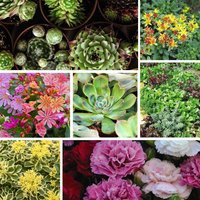 Thompson & Morgan 20 Pack Alpine Mix Jumbo Plug, featuring vibrant assorted flowers and lush green succulents.