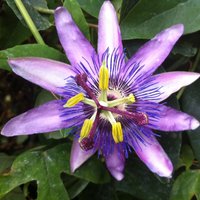 Lavender Lady passion flower plant with purple petals, yellow stamens, and green leaves in a 9cm pot.