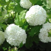 Viburnum plant in 3.6L pot with lush green leaves and large white snowball-shaped flowers.