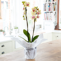 Gift Wrapped Florida Sunset Orchid with yellow petals, pink centers, and green leaves in white wrapping on a wooden table.