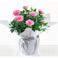 Gift wrapped pink rose plant with lush green leaves in silver foil wrapping.
