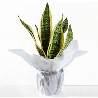 Gift Wrapped Snake Plant with tall green leaves in white paper wrapping.