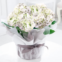 Gift wrapped white hydrangea plant in a gray pot with lush green leaves and decorative gray ribbon.