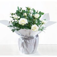 Gift wrapped white rose plant with lush green leaves in shiny silver wrapping.