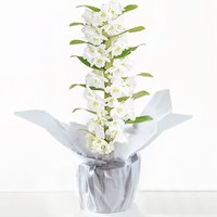 Gift wrapped white Dendrobium orchid with multiple blooms, green leaves, and silver wrapping.