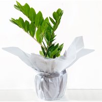 Gift Wrapped ZZ Plant with glossy green leaves in a white paper wrap, potted in a small container.