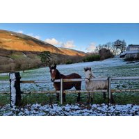 Brecon Beacons glamping site with snowy field, two horses by a wooden fence, and rolling hills in the background.