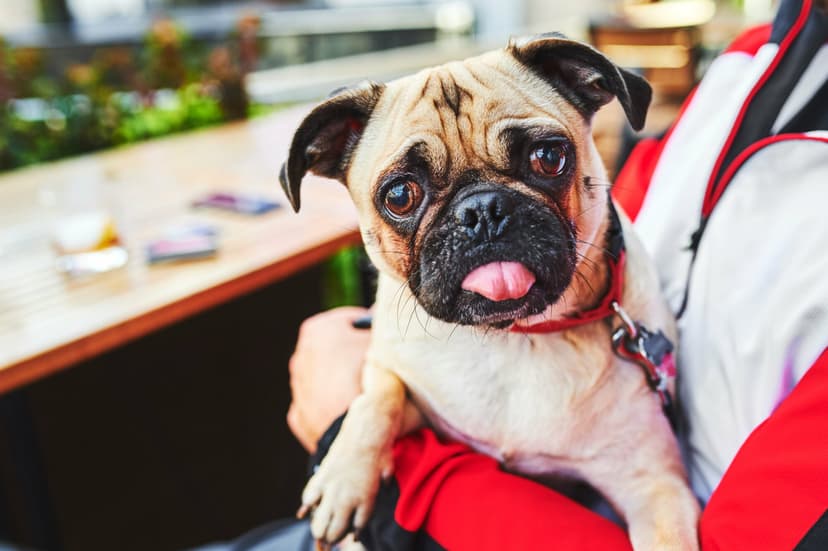 Featured image for Dog Friendly Pubs in Yorkshire - Food & Drink