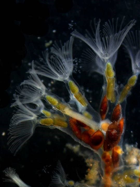 Featured image for The Deep Shortlisted for The Great British Wildlife Restoration Award - Outdoors
