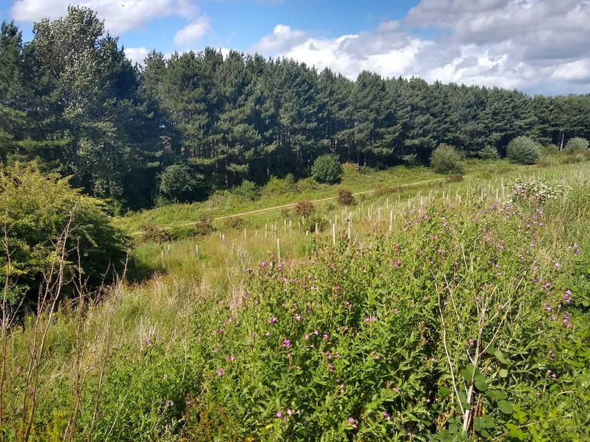 Featured image for Walk: Acomb to Rufforth - walking