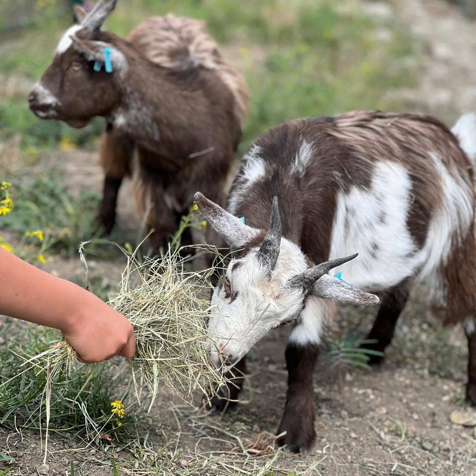 Two goats with brown and white coats eating hay from a hand