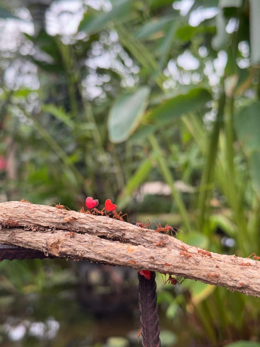leaf cutter ants