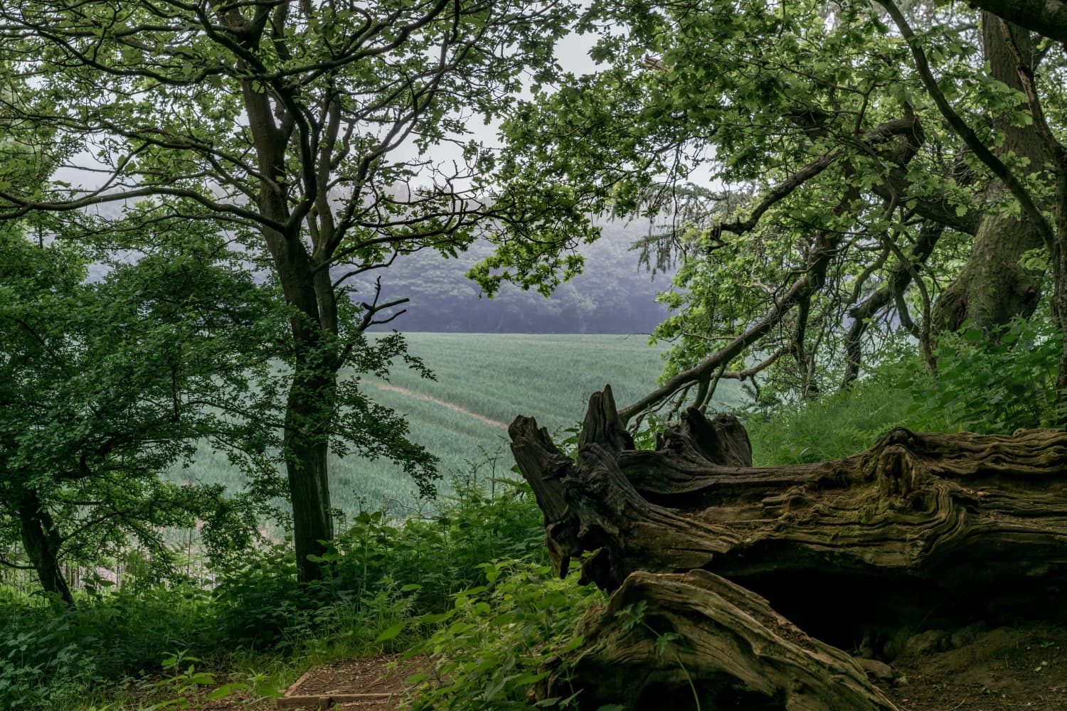 Walk: Flatts Lane Country Park