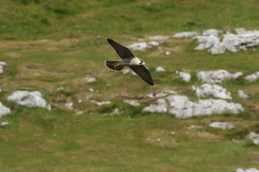 Malham Peregrine Project Viewpoint Reopens for 2026 Season in Yorkshire Dales