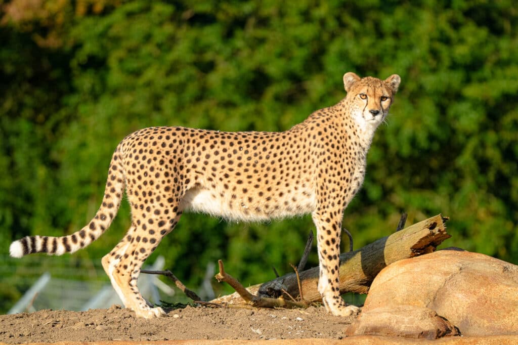 A cheetah stands confidently on rocky terrain, its spotted coat blending with the vibrant green backdrop.
