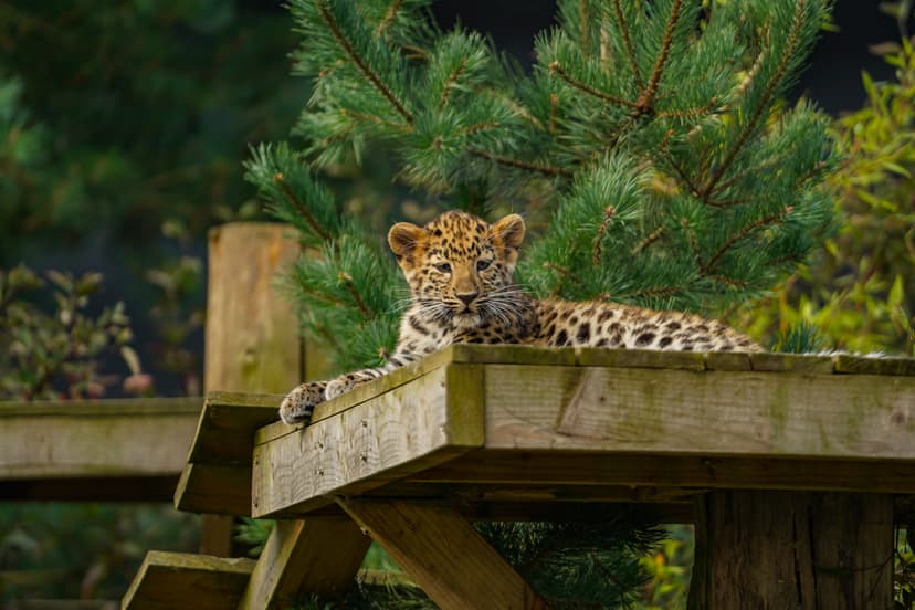 Featured image for What's New With the Amur Leopard Cubs at Yorkshire Wildlife Park?Pending article - Community