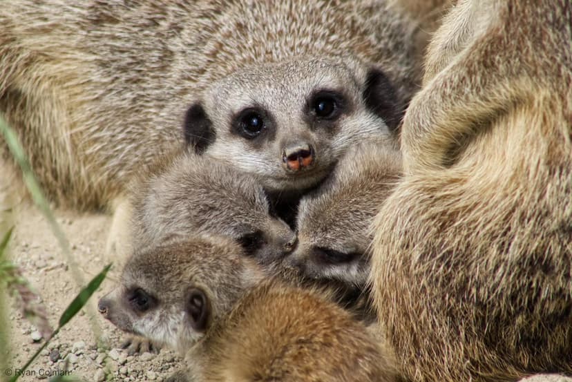 Featured image for Double the Cuteness at Askham Bryan Wildlife and Conservation Park! - Community
