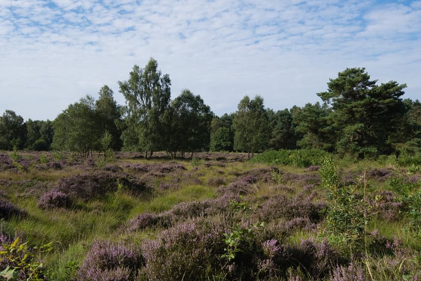 Featured image for Allerthorpe Common and Waplington - Outdoors