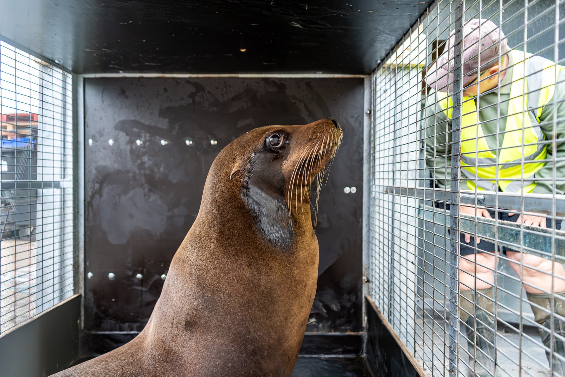 Sea lion in a metal cage with a person observing nearby