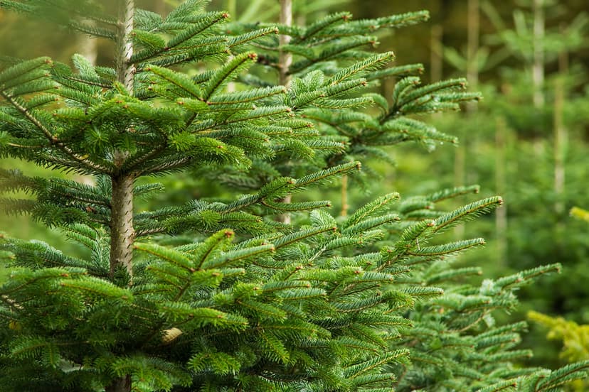 Featured image for Christmas Tree Tips From RHS Harlow Carr - Community