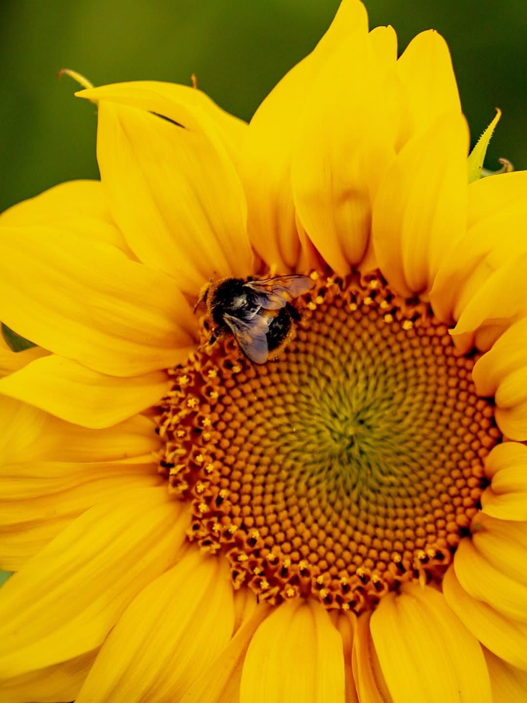 Spilmans Farm's Sunflower Fields Open This Weekend in North Yorkshire