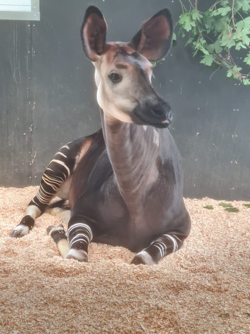 Kora the Opaki