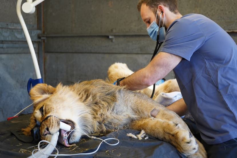 Veterinarian examines lion with stethoscope in clinic