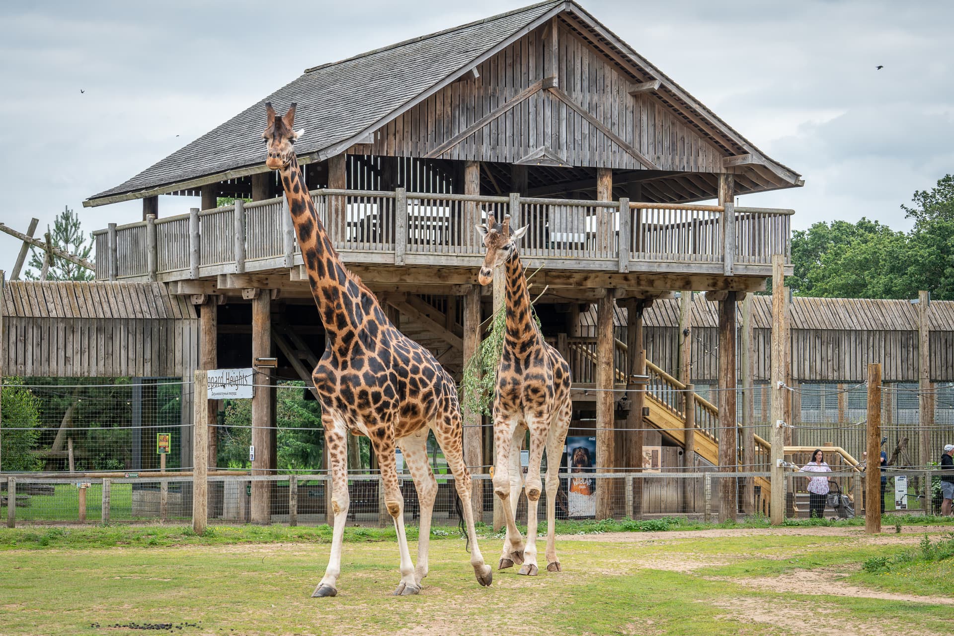 Two giraffes walking in front of a wooden safari lodge