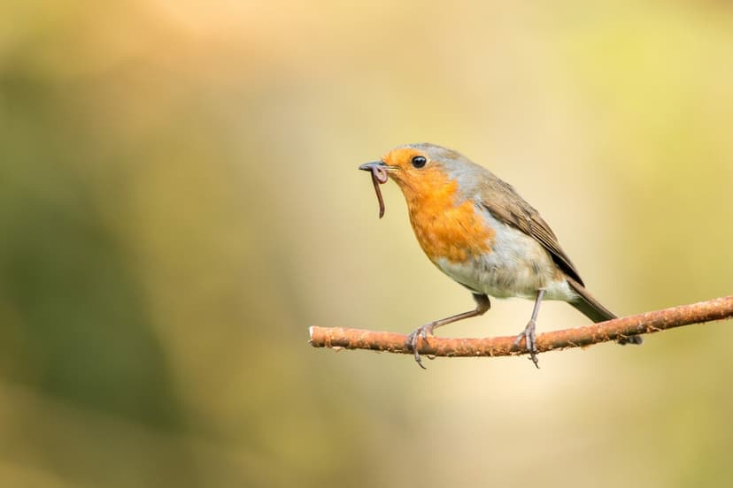 Featured image for Signs of spring - Outdoors