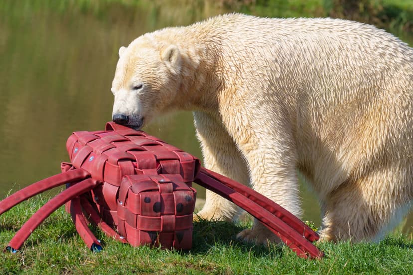 Polar bear