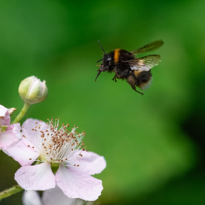 Close-up of a bumblebee hovering near a pink bramble flower