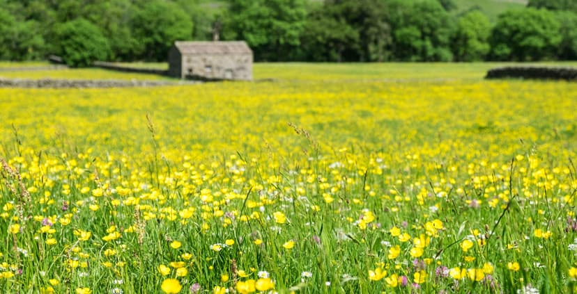 Stone barn in lush green field with yellow wildflowers