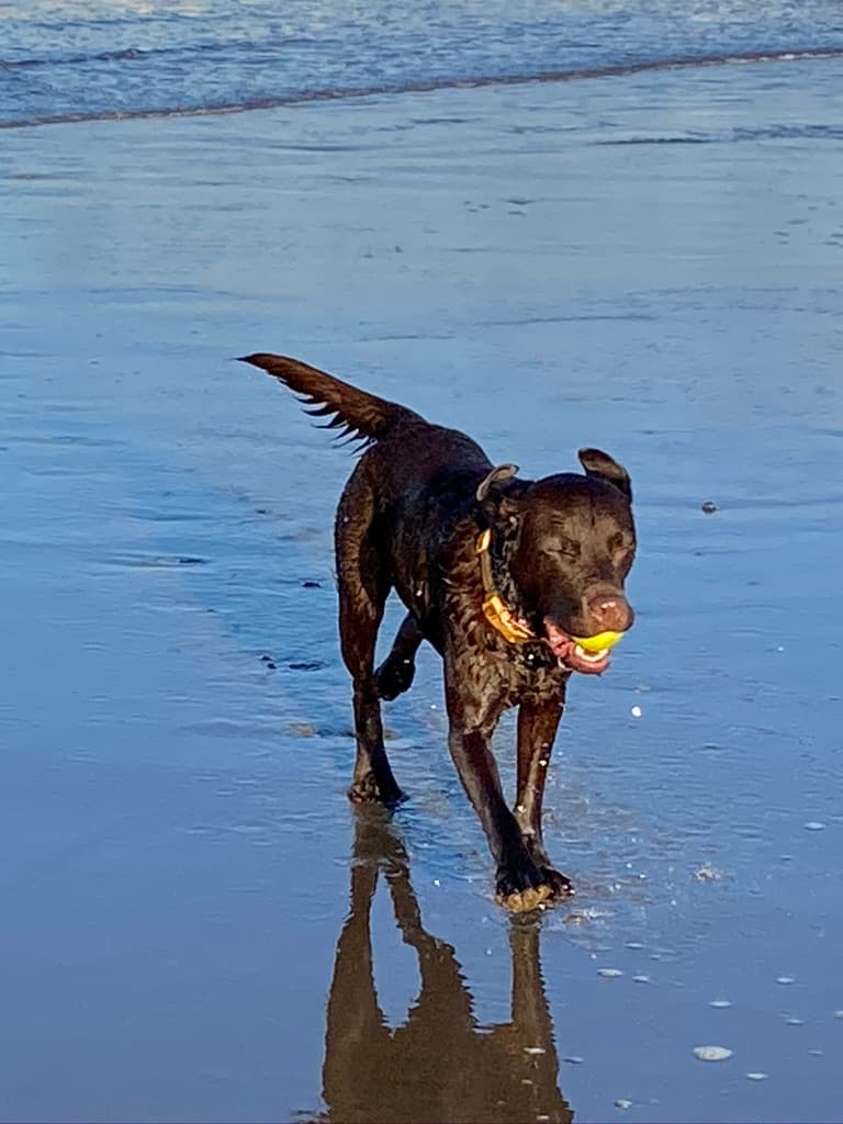 Featured image for Merlin the Chocolate Wizard's Sandsend Walk - Outdoors