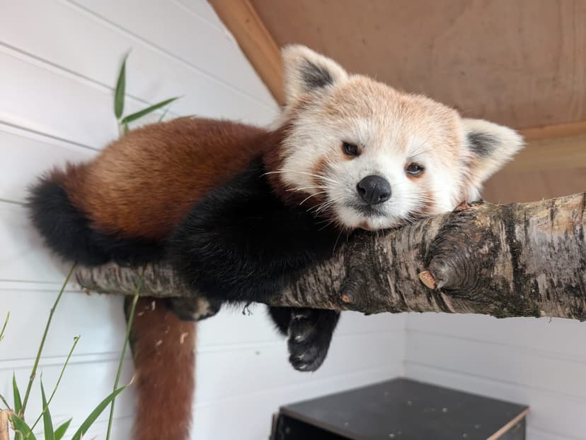 Red panda resting on a tree branch in a wooden enclosure
