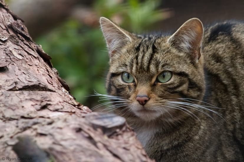 Scottish Wildcat
