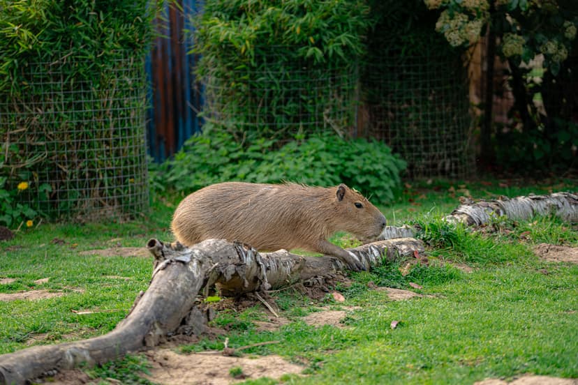 Capybara walking on a fallen log in a grassy enclosure