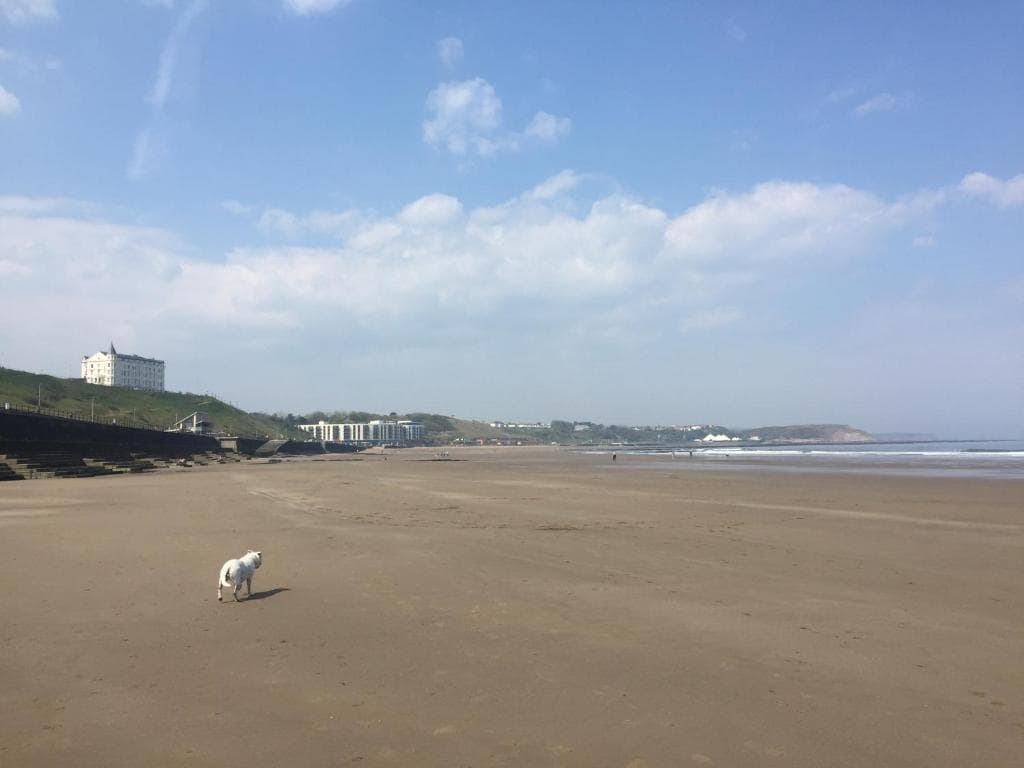 Expansive sandy beach with a dog and distant coastal town